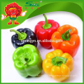 Color pimiento capsicum naranja